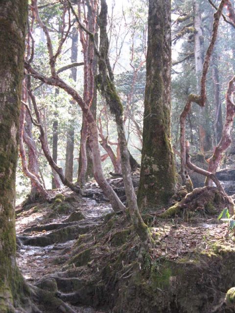 Forest Deurali, Trail Ghorepani to Tadapani