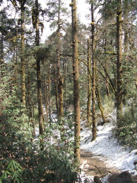 Pine Forest Deurali, Trail Ghorepani to Tadapani