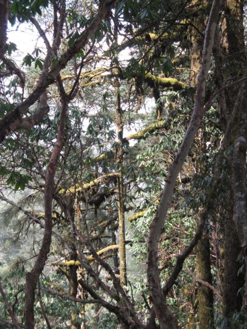Pines with Moss, Trail Ghorepani to Tadapani