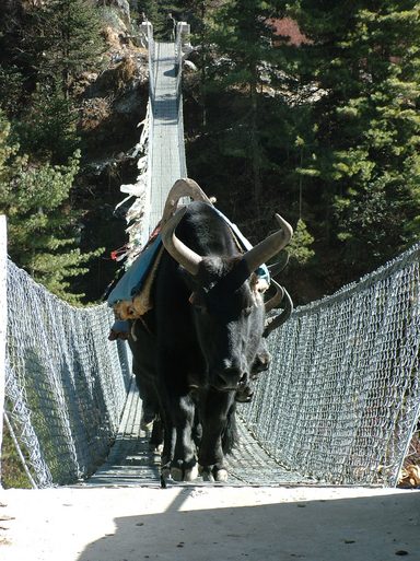 Yaks Passing on of the Bridges in Everest Trek, Trail Namche to Tengboche