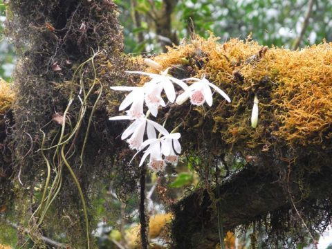Orchid Annapurna, Trail Nayapul to Ghorepani