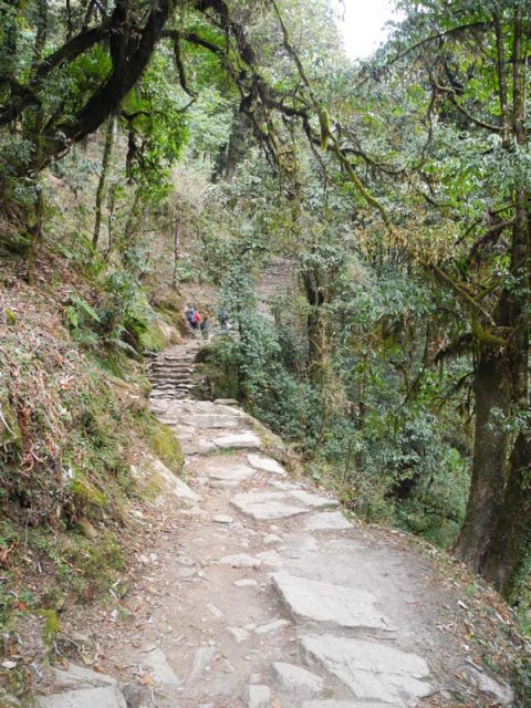 Rhododendron Forest, Trail Nayapul to Ghorepani