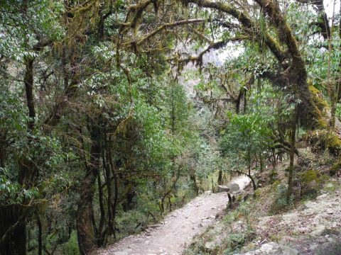 Rhododendron Oak Forests, Trail Nayapul to Ghorepani