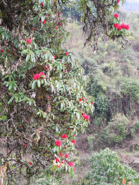 Rhododendron Flowers, Trail Tadapani to Chhomrong