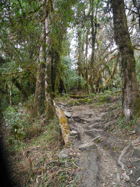 Rhododendron Forest, Trail Tadapani to Chhomrong