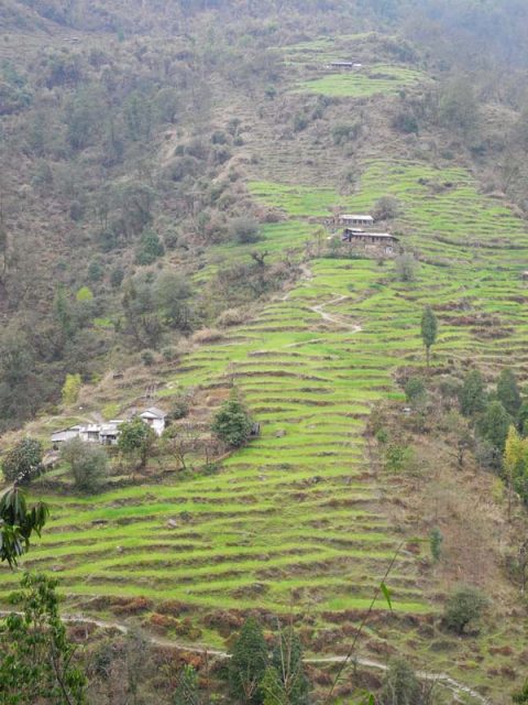 Terraces near Siprong, Trail Tadapani to Chhomrong