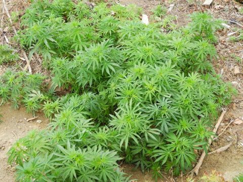 Wild Hemp Nepal, Trail Tadapani to Chhomrong