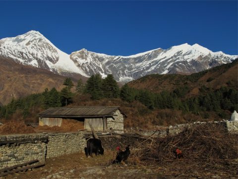 Village, Tukuche Peak