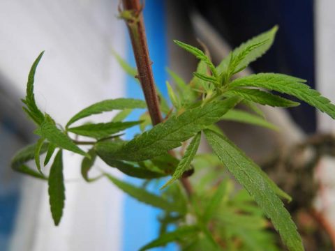 Marijuana Ulleri, Ulleri