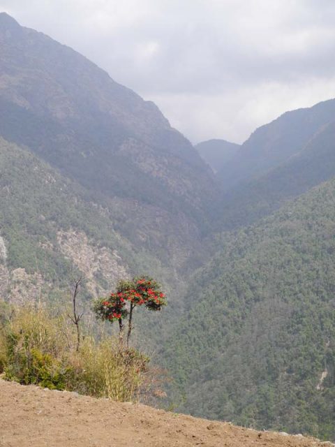 Rhododhendron Bhurungdi Khola, Ulleri