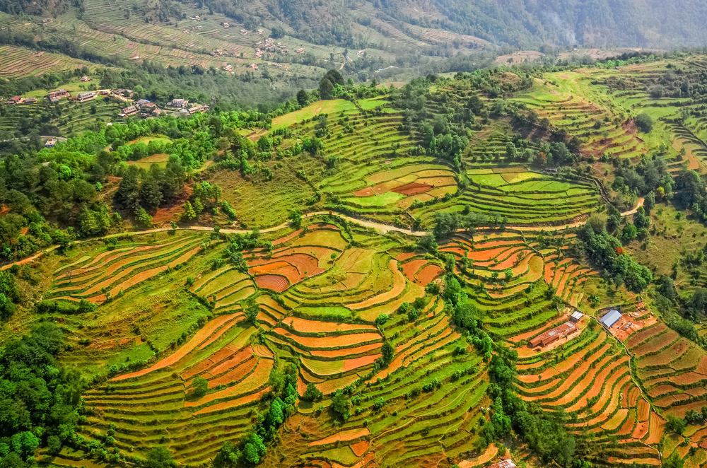 Green rice terraces of Annapurna. Annapurna terraces
