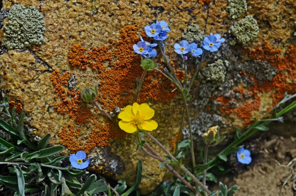 Wildflowers Ladakh Range