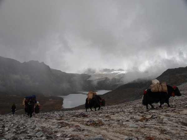 Yaks leaving Tshochen, Snowman Trek