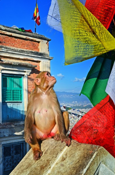 Prayer Flags and Monkey in Temple Grounds