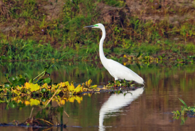 The Captivating Wildlife of Nepal