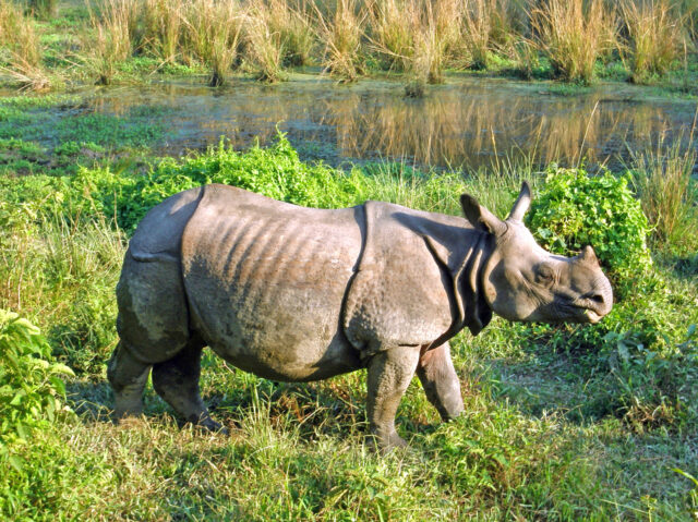 The Captivating Wildlife of Nepal