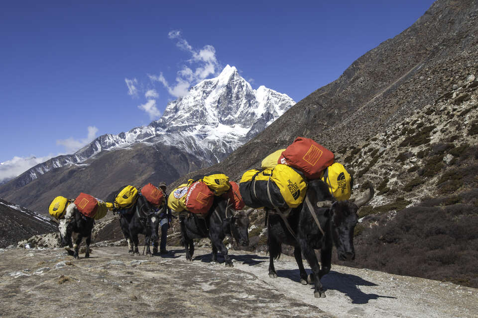 Yaks carrying supplies on the Khumbu trail